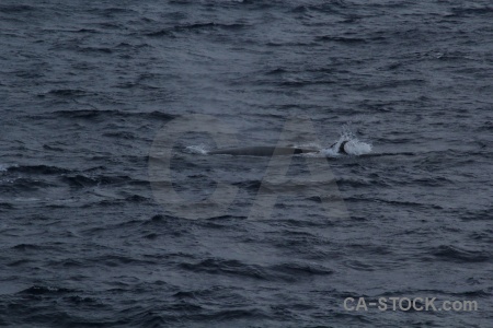 Whale day 4 antarctica cruise animal water.