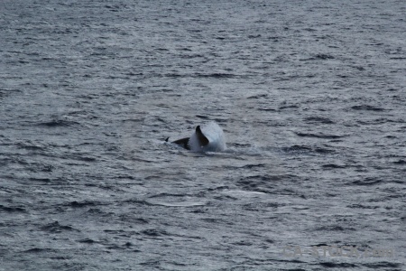 Whale day 4 antarctica cruise water sea.