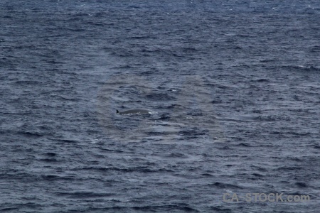 Whale drake passage day 4 antarctica cruise water.