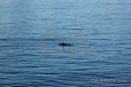 Whale marguerite bay south pole sea antarctica.