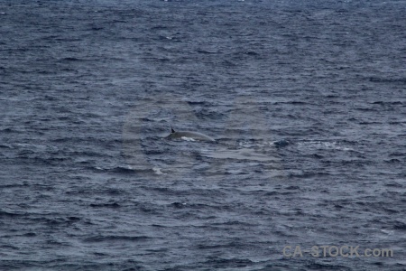 Whale sea water drake passage antarctica cruise.