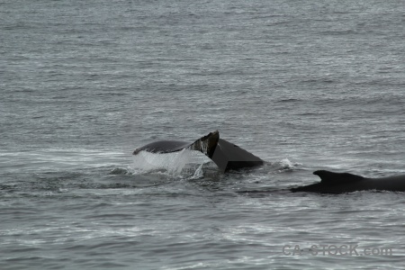 Whale south pole tail antarctica day 6.