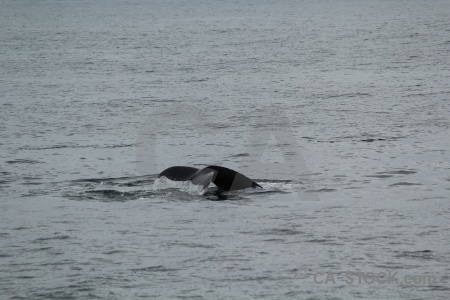 Whale tail adelaide island day 6 marguerite bay.