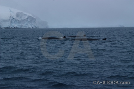 Whale wilhelm archipelago ice antarctica cruise water.