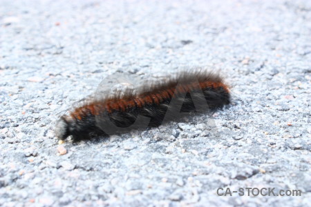 White animal caterpillar insect.