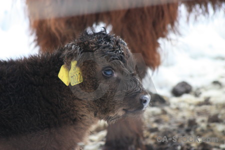 White animal cattle.