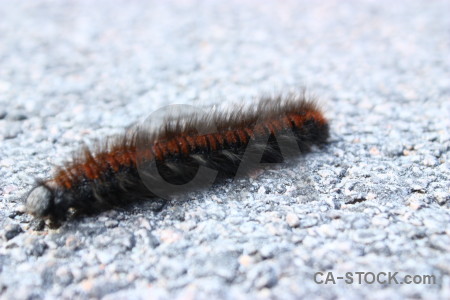 White caterpillar animal insect.