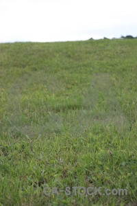 White field grass green.