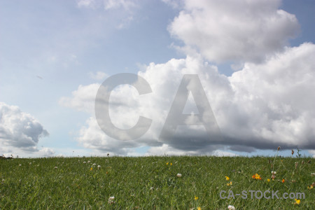 White field green grass.
