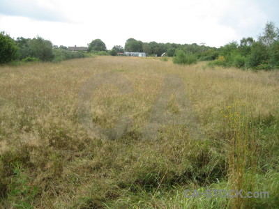 White field green landscape.