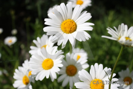 White flower plant green yellow.