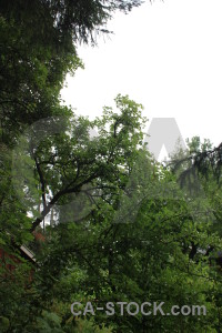 White forest tree green.