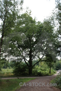 White green single tree.