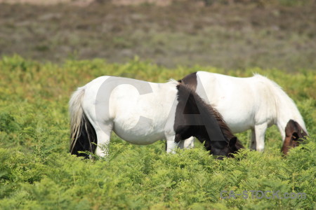 White horse green animal.