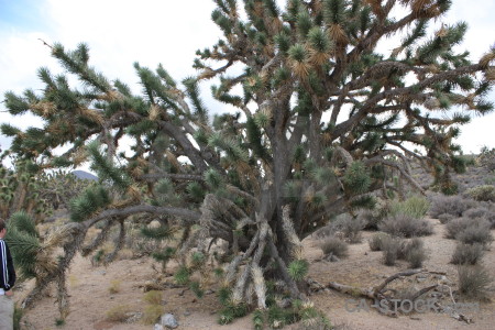 White joshua tree single.