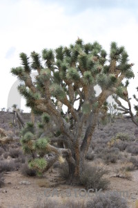 White joshua tree single.