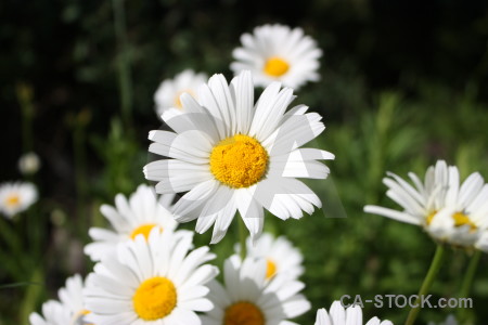 White plant green yellow flower.