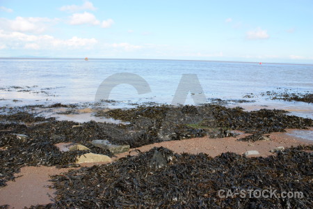 White rock landscape coast seaweed.