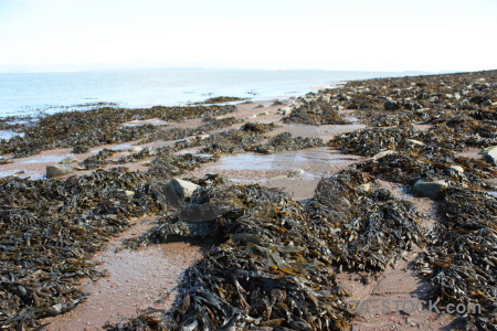 White seaweed coast rock landscape.