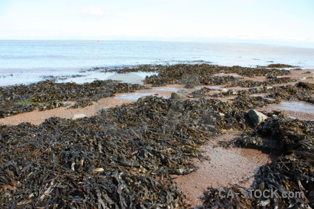 White seaweed rock landscape coast.
