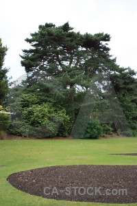 White single green tree.