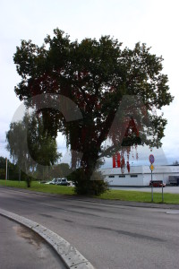 White single tree.