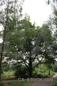 White single tree green.