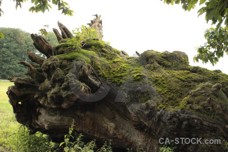 White single tree stump green.