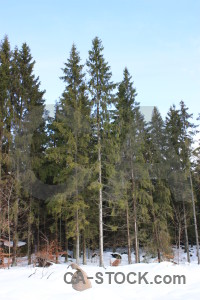 White snow green winter.
