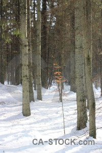White snow winter.