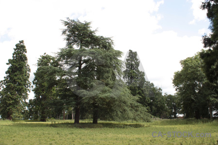 White tree green.