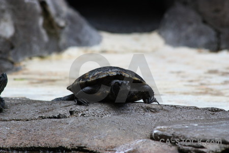 White turtle animal reptile.