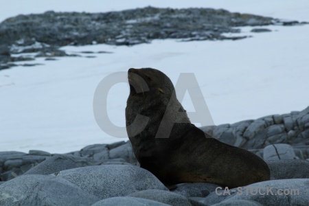 Wiencke island dorian bay snow antarctica cruise seal.