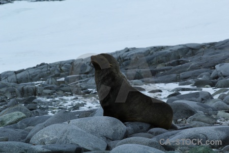 Wiencke island fur seal palmer archipelago stone animal.