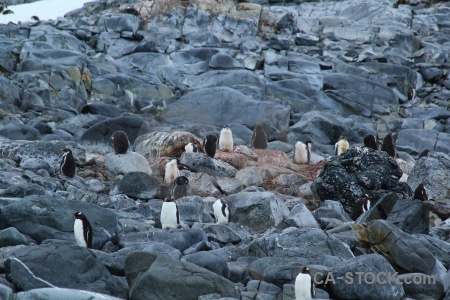 Wiencke island gentoo antarctica animal penguin.