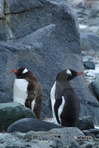 Wiencke island palmer archipelago rock animal antarctica cruise.