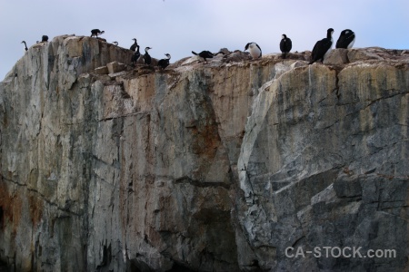 Wilhelm archipelago animal petermann island antarctica cruise sky.