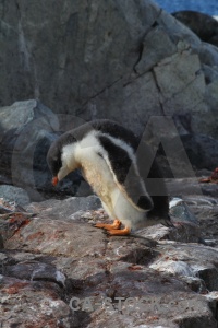 Wilhelm archipelago antarctic peninsula day 8 gentoo antarctica cruise.