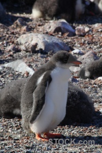 Wilhelm archipelago antarctica cruise antarctic peninsula penguin day 8.