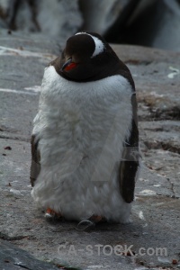 Wilhelm archipelago antarctica rock animal south pole.