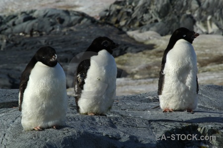 Wilhelm archipelago day 8 antarctica cruise snow ice.