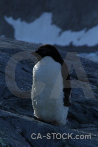 Wilhelm archipelago petermann island antarctic peninsula rock chick.