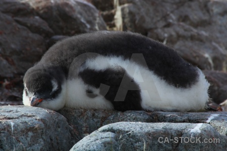 Wilhelm archipelago rock animal antarctic peninsula antarctica cruise.