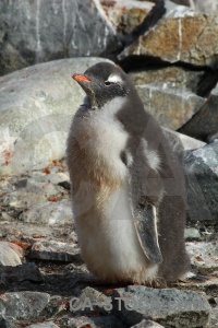 Wilhelm archipelago rock gentoo day 8 petermann island.