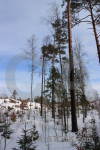 Winter landscape snow.