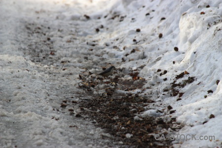 Winter snow gray.