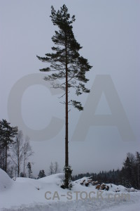 Winter snow tree landscape single.