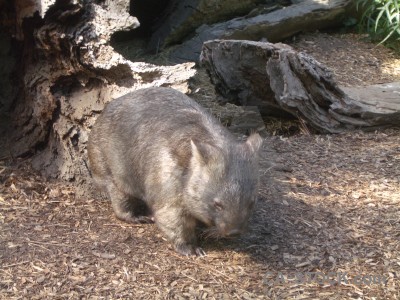 Wombat animal.