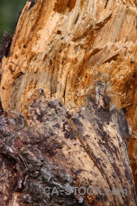 Wood bark brown orange texture.