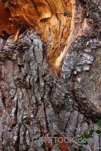 Wood bark orange texture brown.